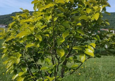 Service d’entretien des espaces verts à Crampagna
